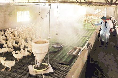 Tập trung phòng, chống cúm gia cầm