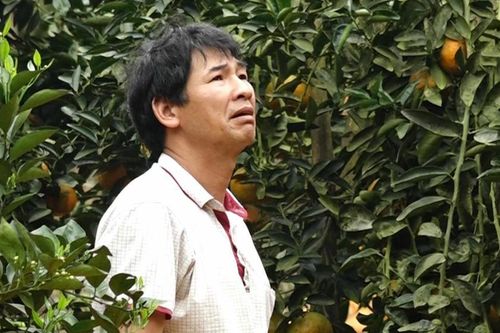 Gánh nợ hàng trăm triệu vì cam rụng