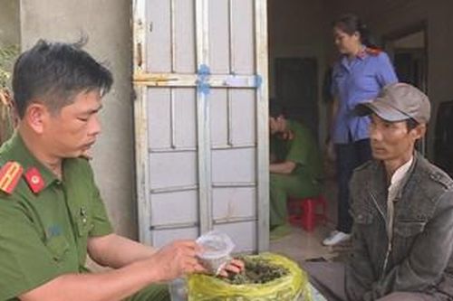 Chủ vườn 'thâm canh' hơn 1.000 cây cần sa trong rẫy cà phê