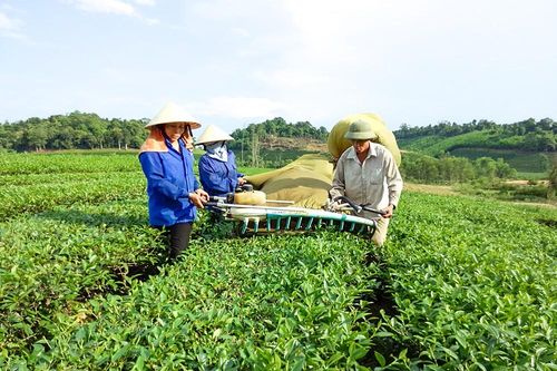 Nghệ An được mùa chè xuân, nông dân 'bỏ túi' hàng chục triệu đồng