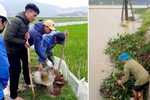 Nghệ An: Xã thu mua đuôi chuột 2.000 đồng, nhà nhà ra đồng diệt chuột