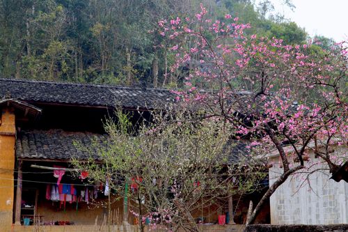 Mê đắm nơi đá nở hoa