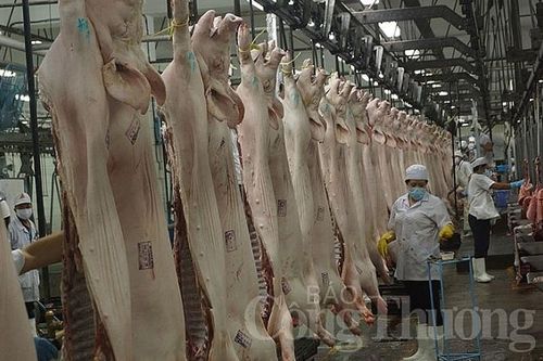 Nhiều doanh nghiệp hạ giá heo hơi để bình ổn thị trường