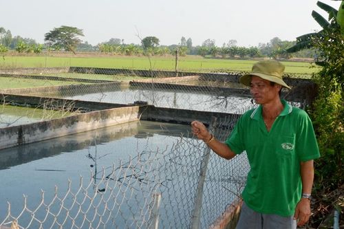 Phát triển kinh tế từ mô hình nuôi ba ba