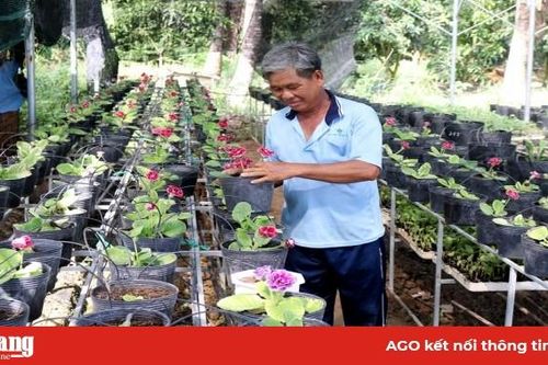 Châu Đốc đẩy mạnh ứng dụng công nghệ cao vào sản xuất nông nghiệp