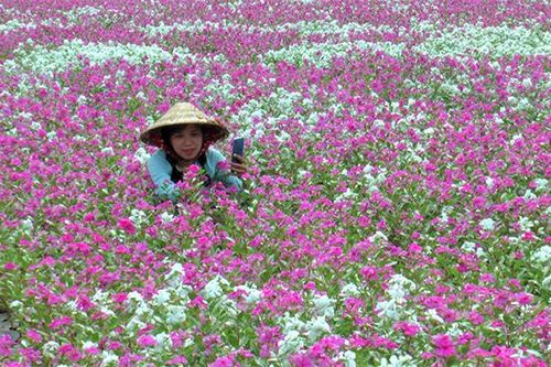 Lai Vung rực rỡ với cánh đồng hoa dừa cạn