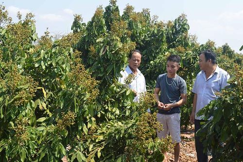 Nông dân Ia Piơr phát triển cây ăn quả