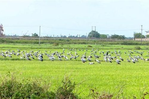 Cam Lộ: Tăng cường bảo vệ đàn cò nhạn