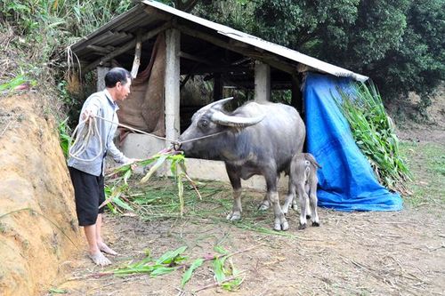 Nông dân xã Thành Long phát huy hiệu quả các nguồn vốn