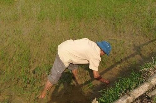Bị ốc bươu vàng tàn phá, nông dân Hà Tĩnh điêu đứng