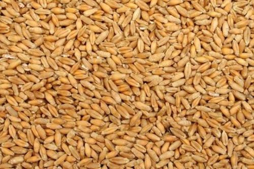 Tiểu mạch dưỡng tâm, bổ thận, kiện tỳ