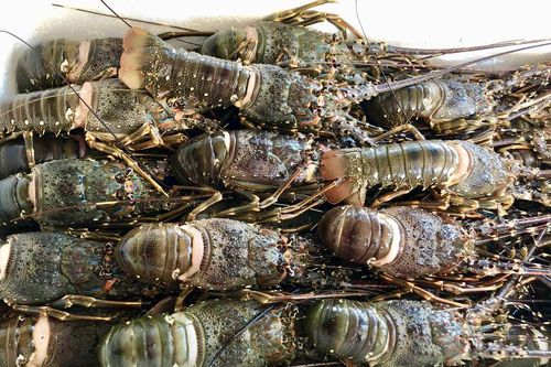 Rộ 'giải cứu tôm hùm', giá chỉ từ 495.000 đồng/kg