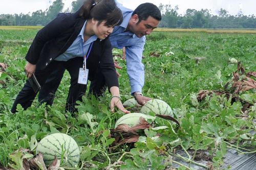 Quảng Ngãi kêu gọi 'giải cứu' hàng nghìn tấn dưa hấu, ớt