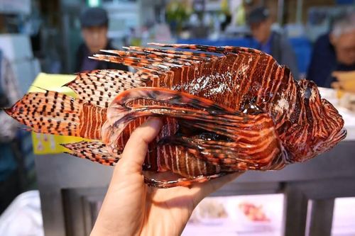 Ăn sống cá sư tử có độc ở Nhật Bản