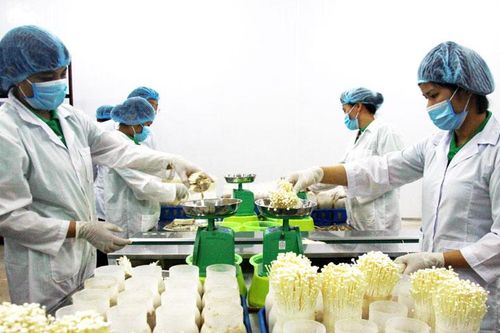 Hút doanh nghiệp tham gia phát triển nông nghiệp công nghệ cao: Gỡ rào cản về đất đai