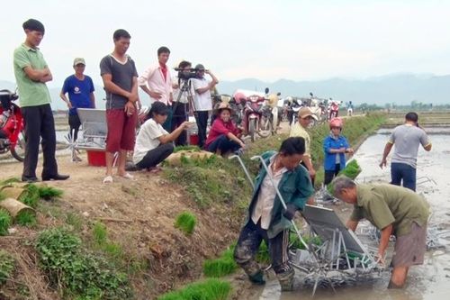 Triển vọng mô hình cánh đồng 'một giống' ở Điện Biên