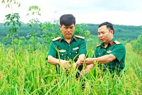 Niềm vui từ lúa nước, lúa xen canh