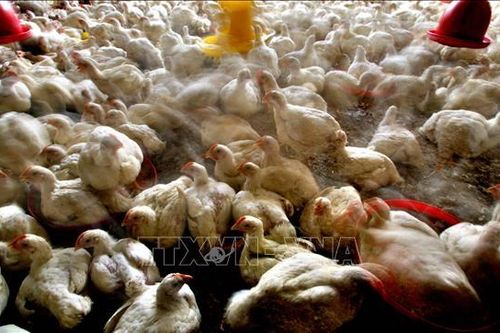 Ngành chăn nuôi gia cầm Ấn Độ mất 182 triệu USD do tin đồn dịch COVID-19