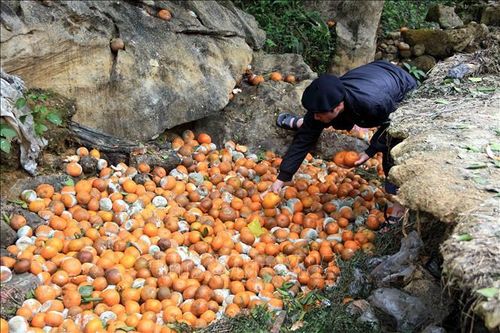 Cam rụng hàng loạt gây thiệt hại lớn cho người trồng