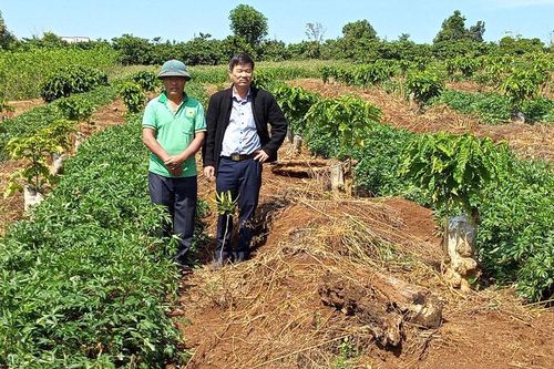 Xen canh đương quy trong vườn cà phê tái canh