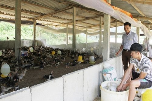 Chặn nguy cơ dịch cúm gia cầm xâm nhập vào Phú Thọ