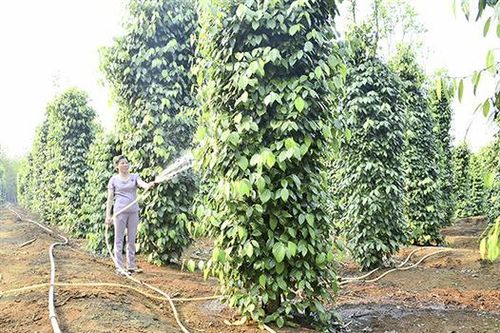 Đổi mới, nâng cao hiệu quả hoạt động của các HTX nông nghiệp