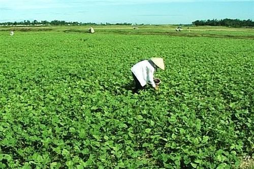 Vĩnh Linh: 40 sản phẩm đăng ký chương trình OCOP