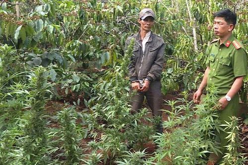 Tạm giữ người đàn ông trồng hơn 1.000 cây cần sa