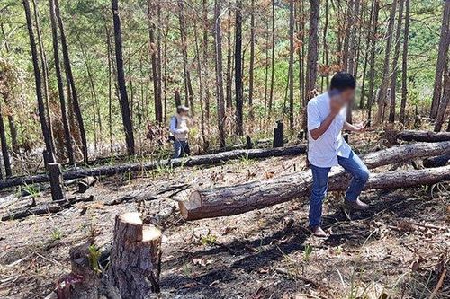 Ngả nghiêng những cánh rừng thông cạnh Quốc lộ 27