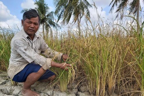 Cà Mau tìm giải pháp khắc phục thiệt hại do hạn mặn