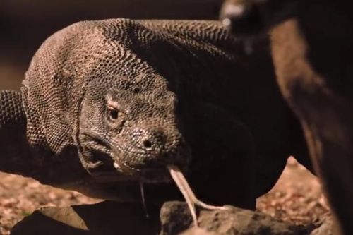 Hươu trúng nhát cắn tử thần của rồng komodo