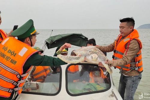 Nghệ An thả rùa vàng quý hiếm nặng 30 kg về biển