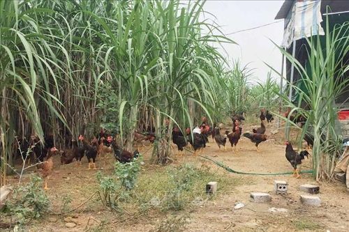 Bắc Ninh khống chế, không để lây lan dịch cúm gia cầm
