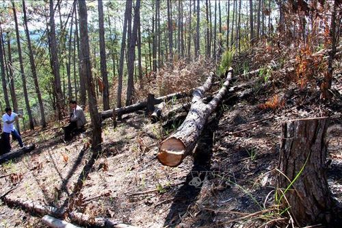 'Nóng' tình trạng phá và rao bán đất rừng ở Phi Liêng, Lâm Đồng