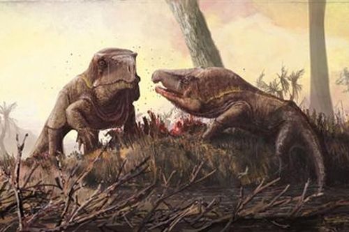 Quái vật ăn thịt kỳ dị, trông giống rồng Komodo
