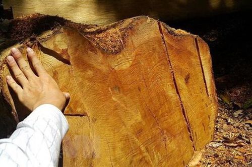 Đắk Lắk: Phát hiện vụ cất giấu, vận chuyển hàng chục cây gỗ giáng hương