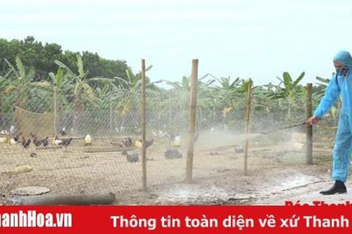 Huyện Thạch Thành triển khai quyết liệt các biện pháp bảo vệ đàn vật nuôi