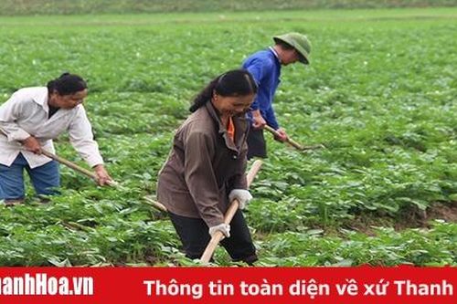 Xây dựng vùng sản xuất nông nghiệp tập trung ở huyện Hoằng Hóa