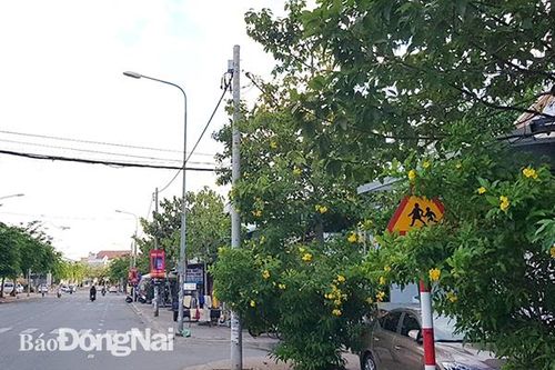 Biển báo giao thông bị che khuất