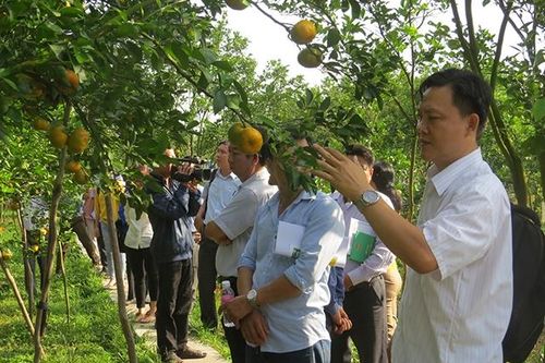 Rà soát, đánh giá để công bố dịch bệnh trên cây có múi