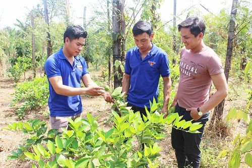 Huyện Đoàn Chư Pưh đồng hành cùng thanh niên phát triển kinh tế