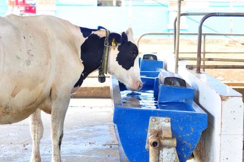 Ứng dụng kỹ thuật, công nghệ tiên tiến phát triển đàn bò sữa