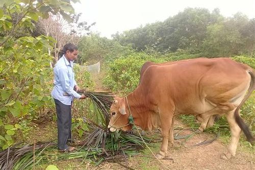 Cựu chiến binh Nguyễn Đức Thanh làm kinh tế giỏi