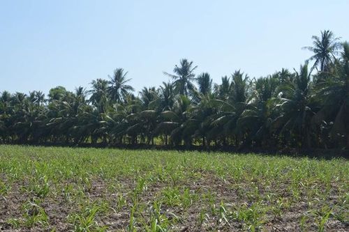 Nông dân Cù Lao Dung chủ động thích ứng với hạn, mặn