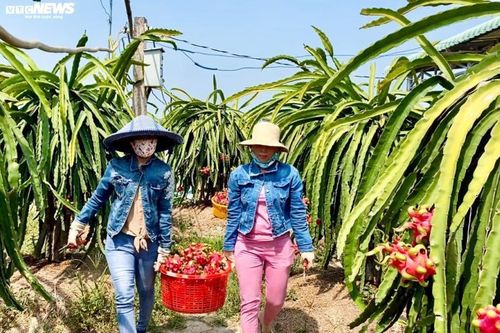Nông sản rớt giá 'mua không tiêu chuẩn, bán không hợp đồng'