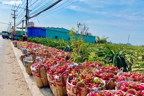 Giải cứu nông sản: 'Chỉ nên là giải pháp ngắn hạn'