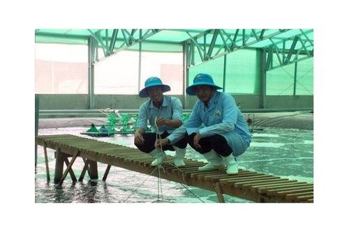 Tín hiệu tích cực từ xuất khẩu tôm