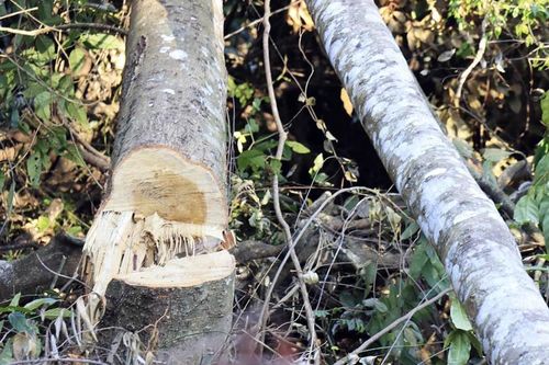 Bắt quả tang 3 đối tượng phá rừng phòng hộ giữa ban ngày