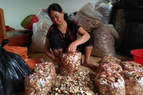 Kỳ diệu bài thuốc chữa vô sinh của 'bà lang xứ Mường' Phú Thọ