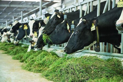 Việt Nam có thêm 1 nhà máy sữa đủ điều kiện xuất khẩu vào Trung Quốc